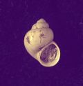 Mercuria&nbsp;similis